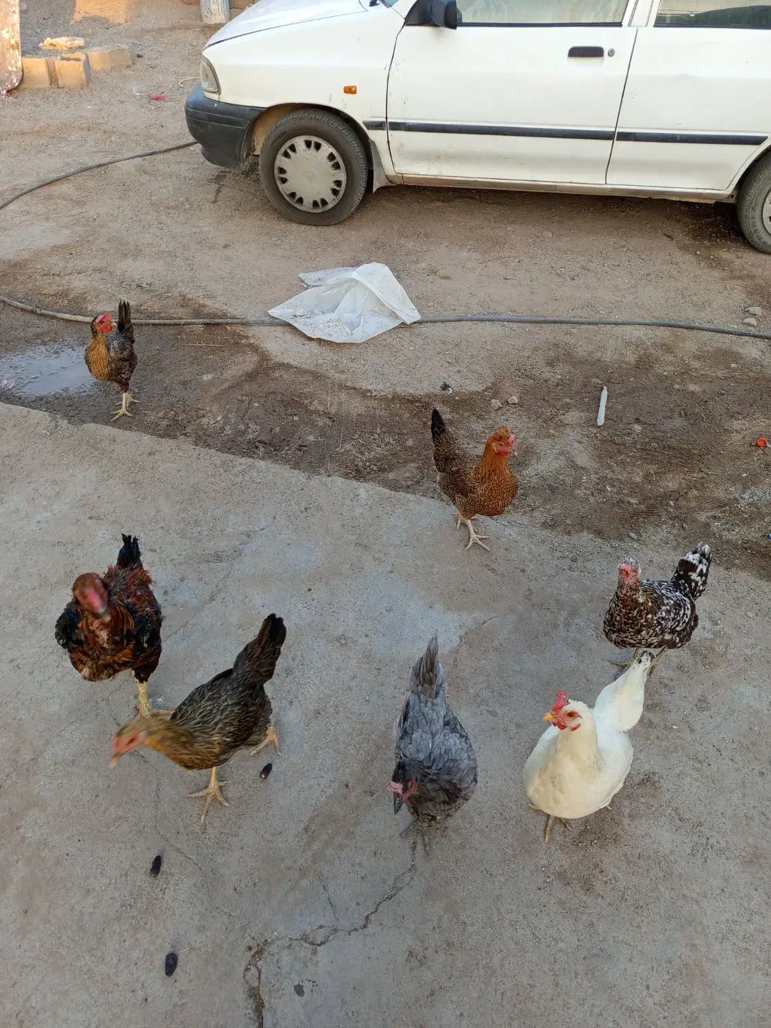 مرغ تخم گذار|حیوانات مزرعه|ریگان, |دیوار