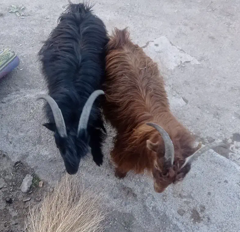 14000000|حیوانات مزرعه|خوی, |دیوار