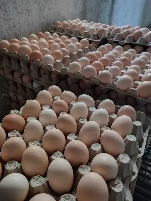 تخم مرغ محلی|خوردنی و آشامیدنی|کرج, کمال‌شهر|دیوار