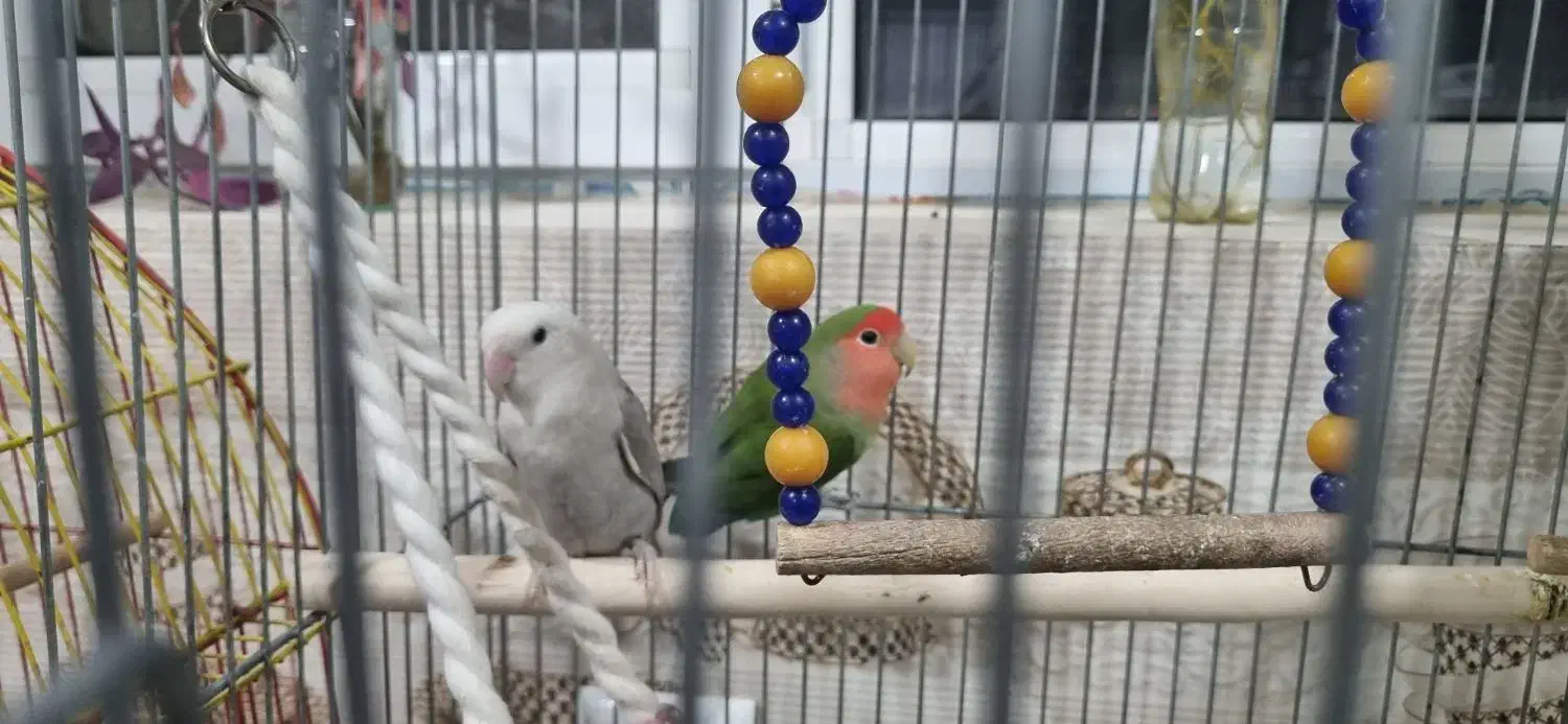 دو جفت کوتوله برزیلی|پرنده|آباده, |دیوار