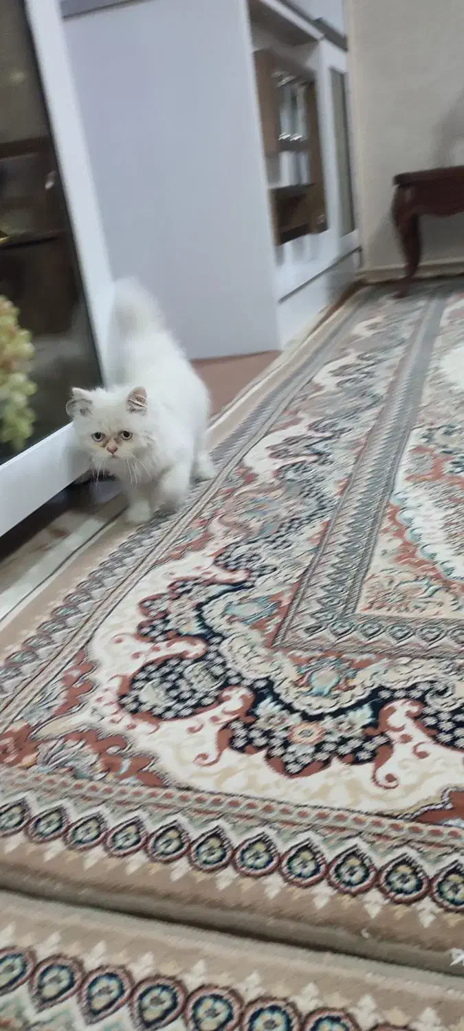 گربه پرشین|گربه|تبریز, |دیوار