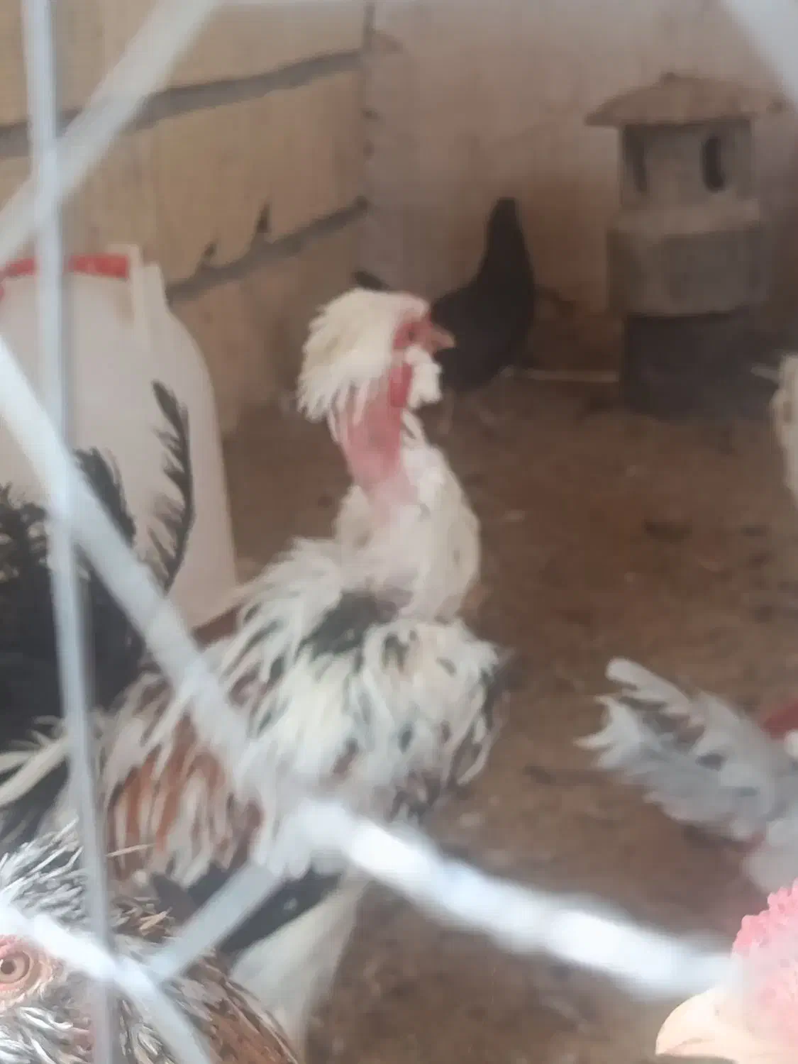 مرغ خروس جوجه گلین|حیوانات مزرعه|شهرکرد, |دیوار