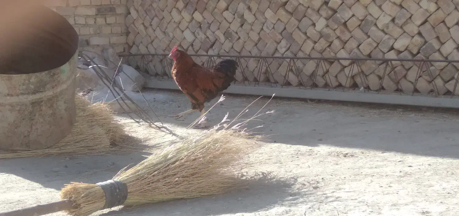 خروس های جوان و زیر قیمت|حیوانات مزرعه|داران, |دیوار