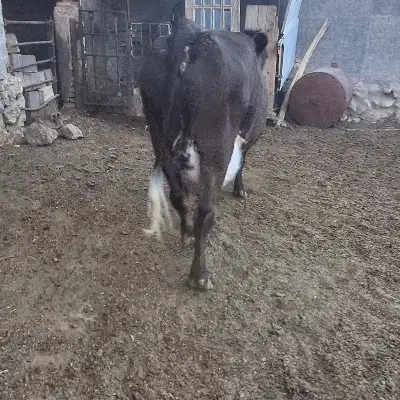 گاو شیری فروشی ۲۸کیلو شیر|حیوانات مزرعه|دلیجان, |دیوار