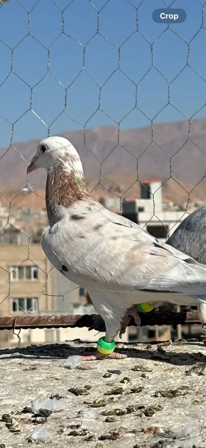 صده مشکی با هفرنگ|پرنده|اسفراین, |دیوار