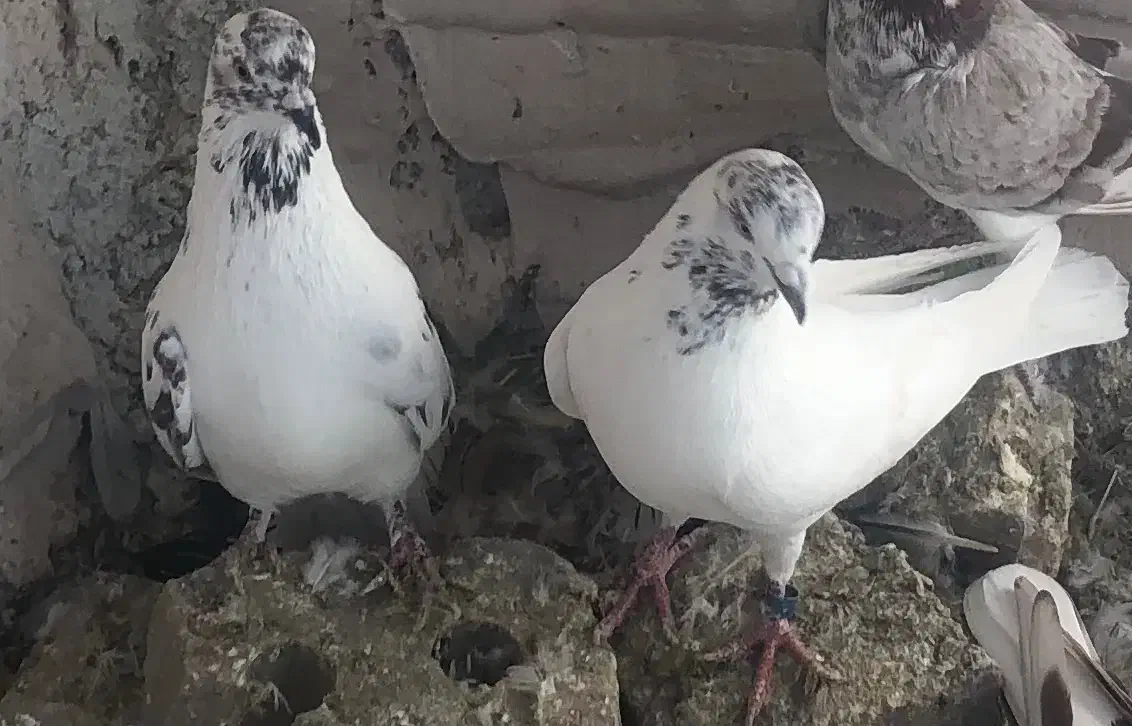 کفتر|پرنده|ماکو, |دیوار