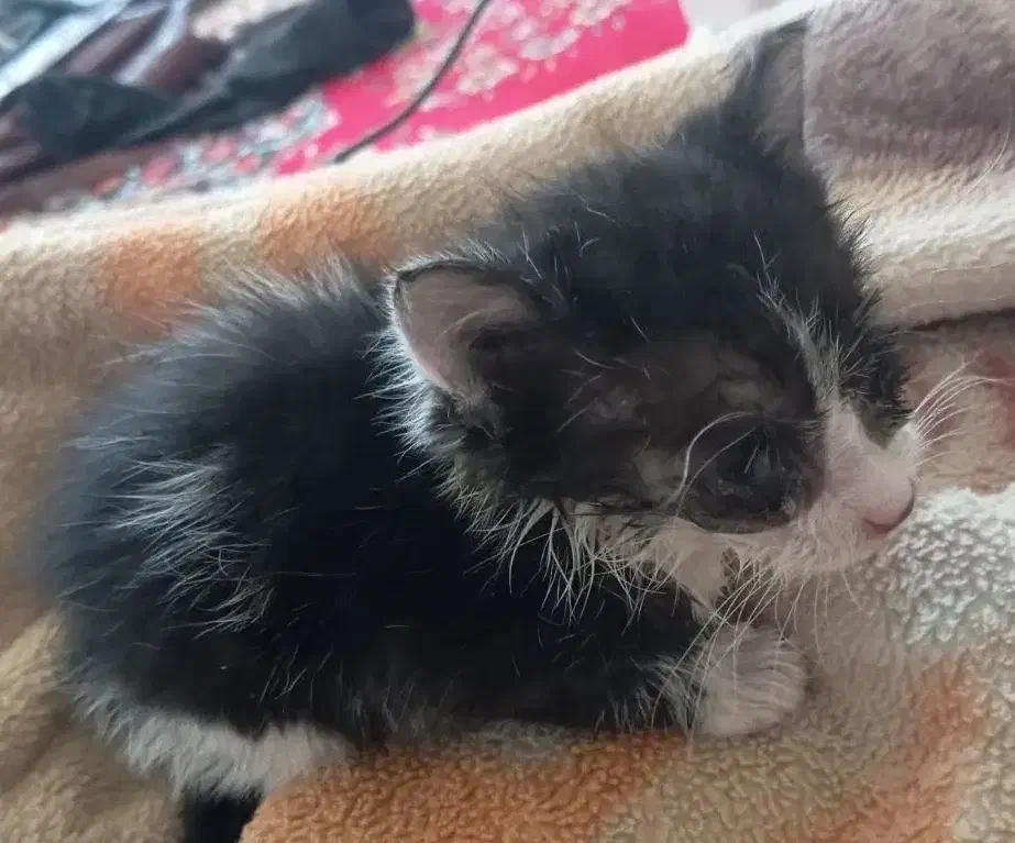 پناهگاه امن برای گربه آسیب دیده|گربه|بروجرد, |دیوار