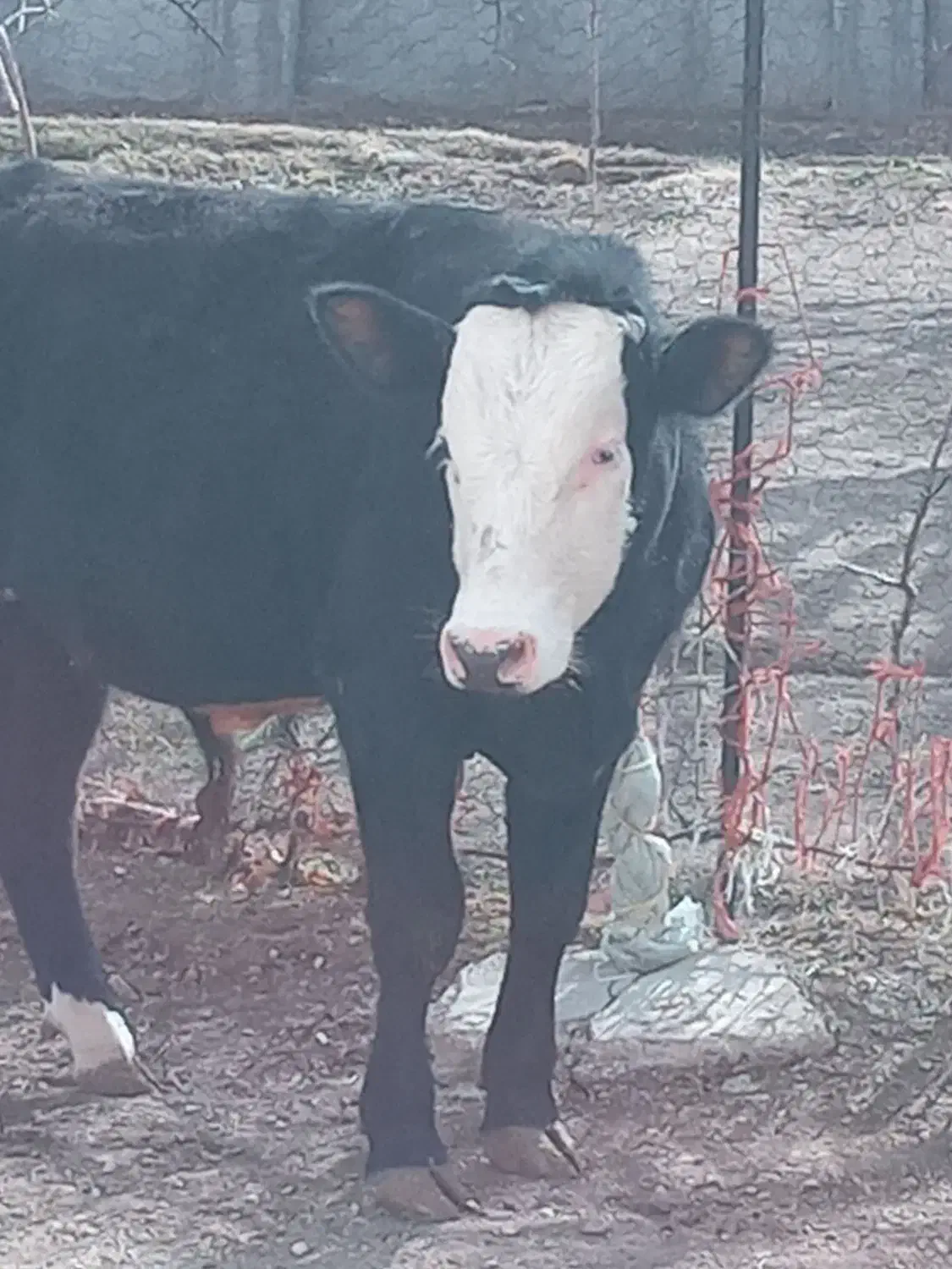 گوساله نر|حیوانات مزرعه|بزینه رود, |دیوار
