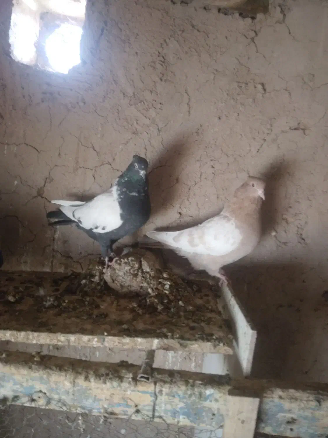 کبوتر سینه و زاغ دم|پرنده|بیرجند, |دیوار