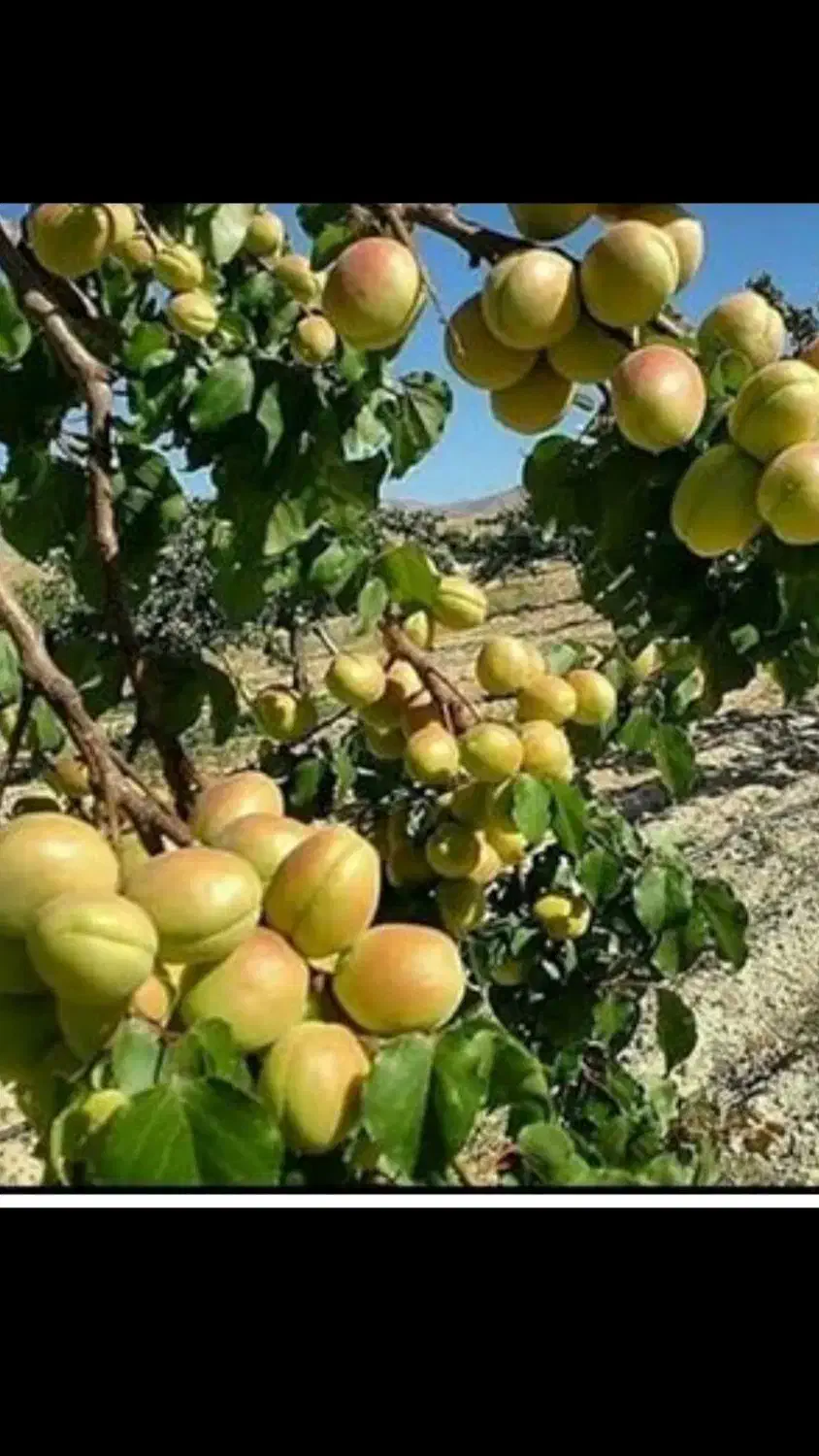 نهال های درجه یک و پر بار ضمانتی|عمده‌فروشی|میاندوآب, |دیوار