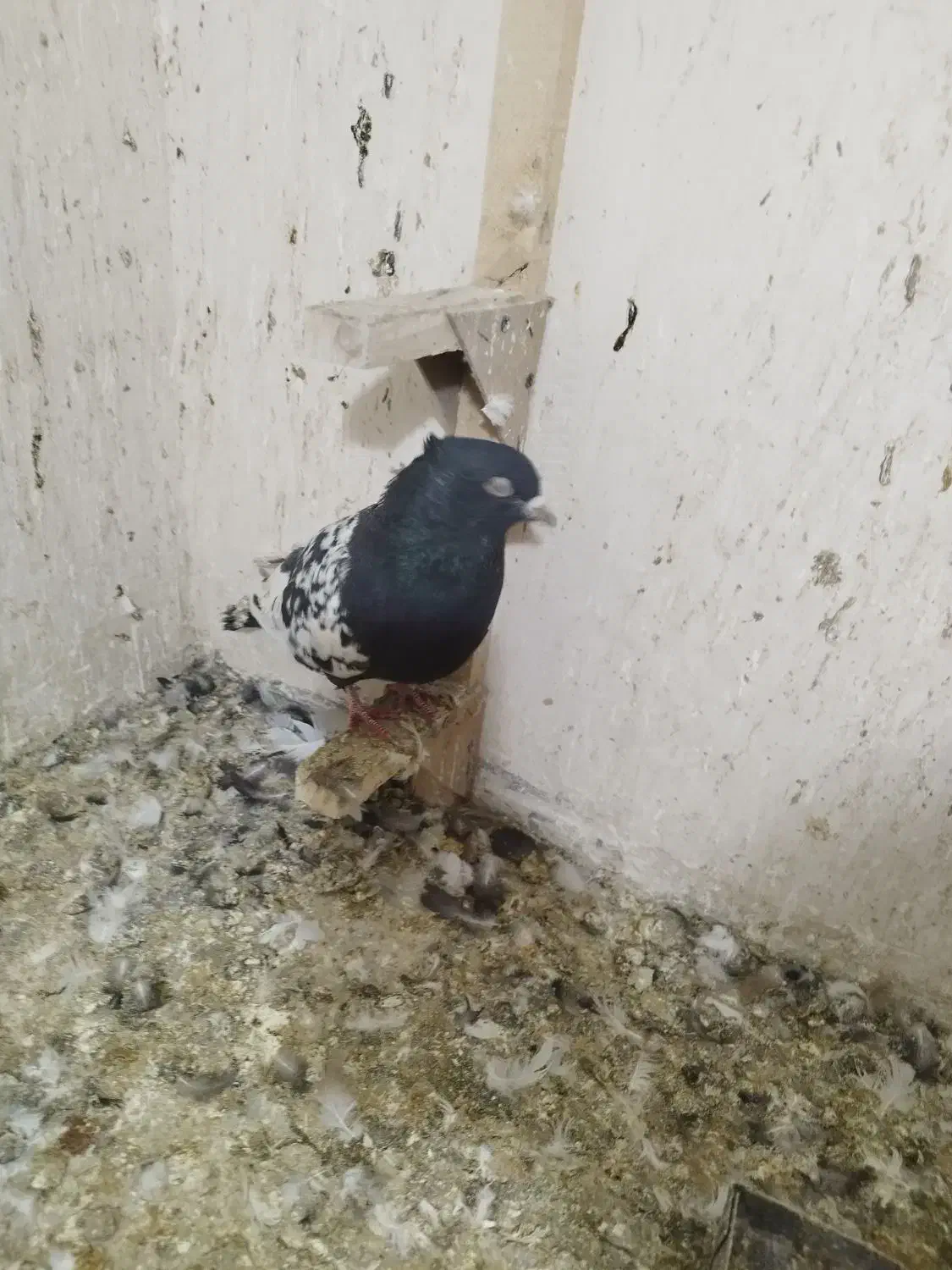 15عدد پلاکی دورگ بهبهانی|پرنده|داراب, |دیوار