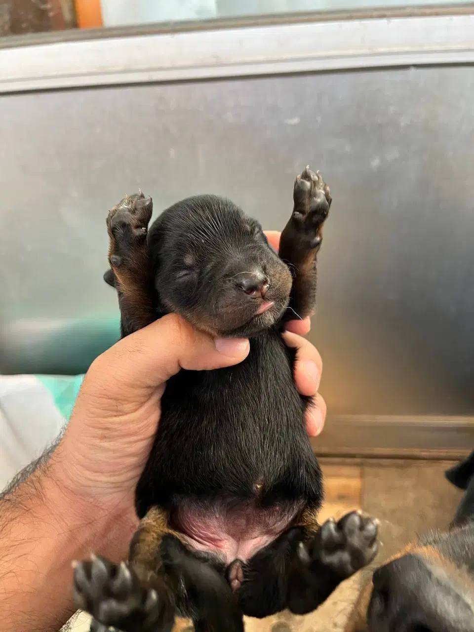 روتوایلر گرید A اصیل به ضمانت|سگ|تهران, زرگنده|دیوار