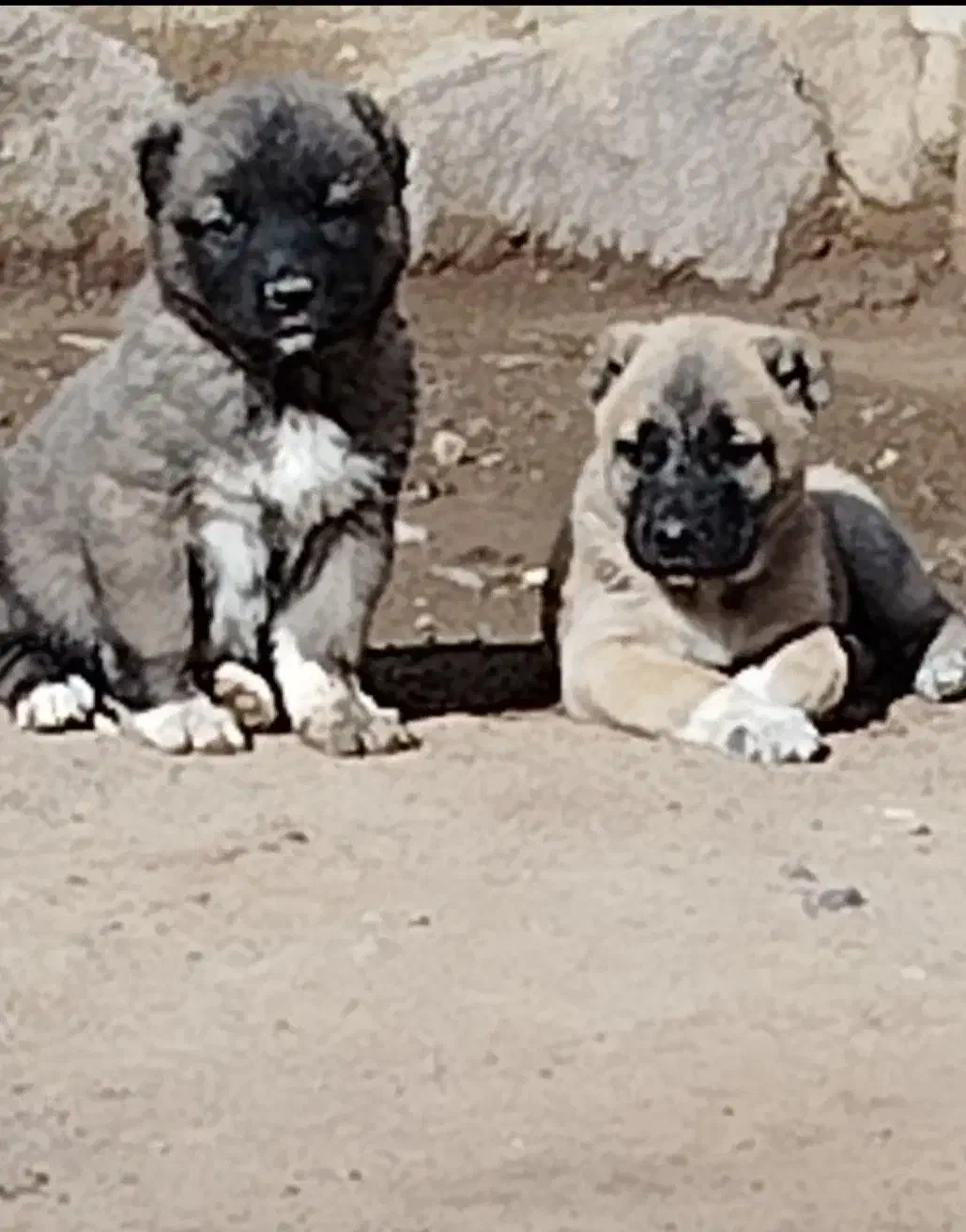 واگذاری توله سگ‌‌‌ سرابی نر و ماده|سگ|سراب, |دیوار