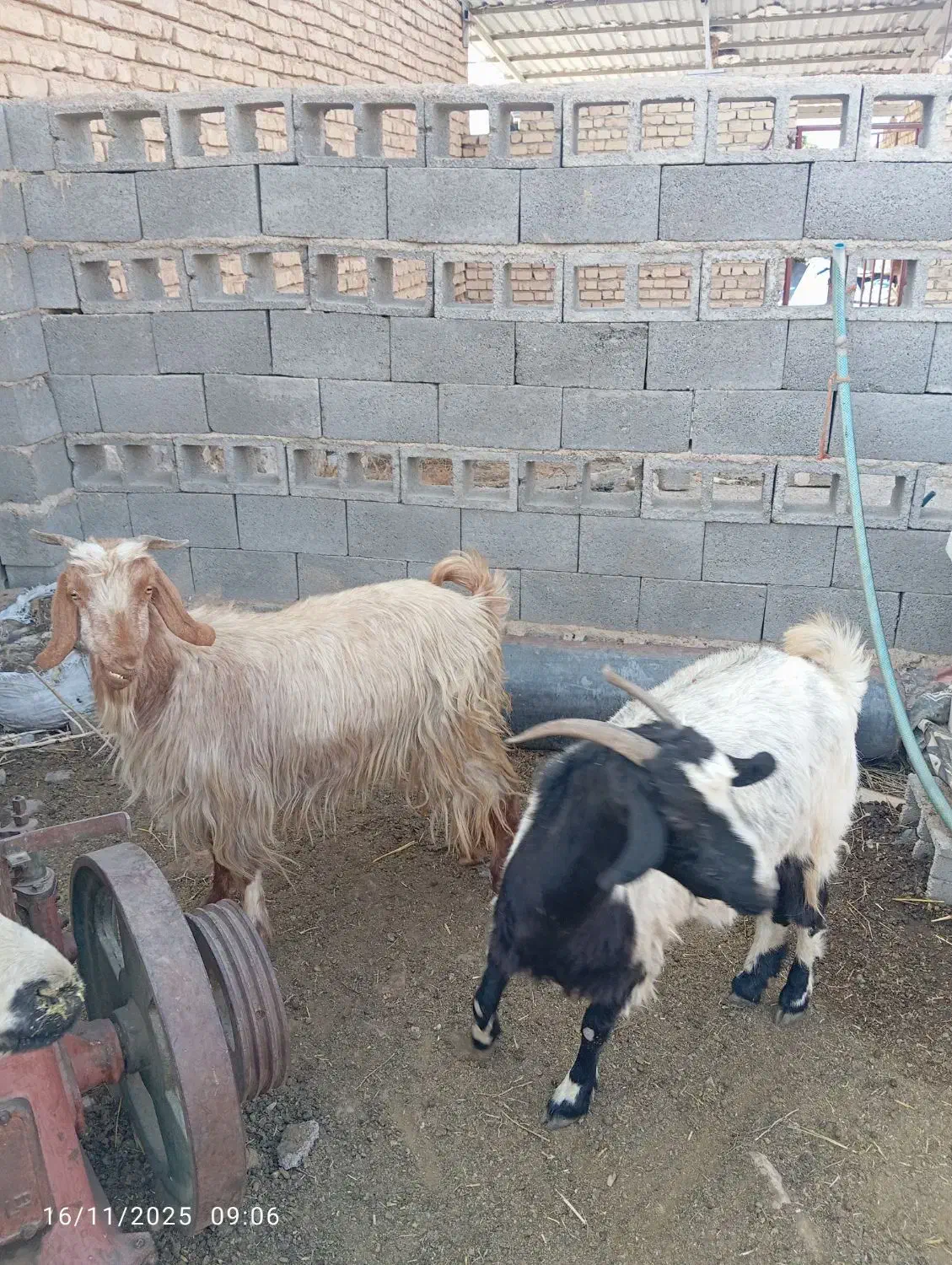 بز مخصوص کشتار|حیوانات مزرعه|مرودشت, نقش رستم|دیوار