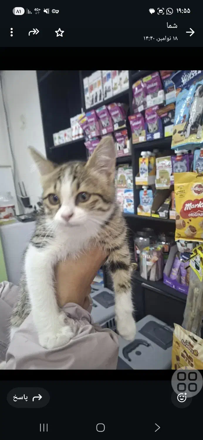 گربه نر خانگی|گربه|تبریز, |دیوار