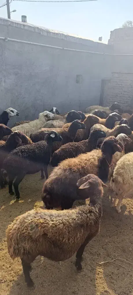 فروش میش آبستن جوان|حیوانات مزرعه|کمیجان, |دیوار