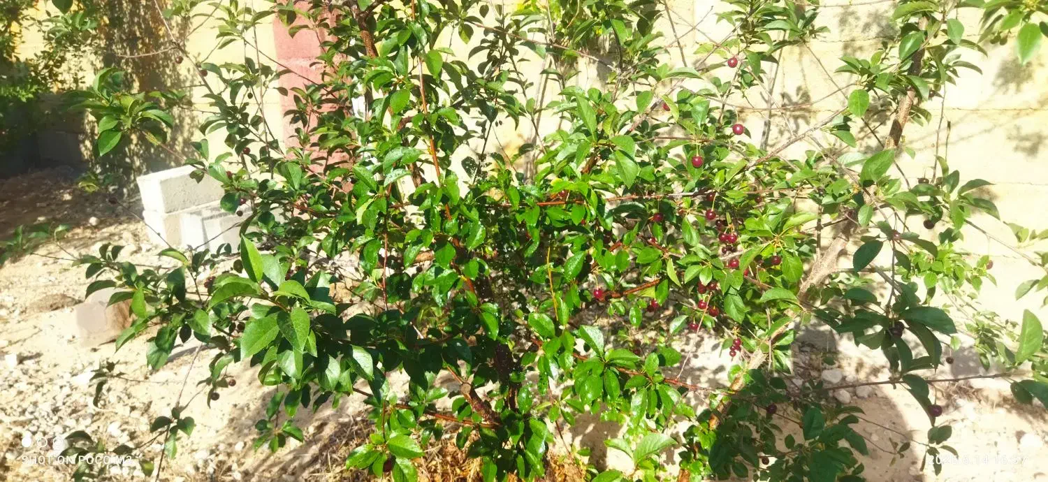 رهن واجاره باغ بر جاده امیریه مناسب کافه ومراسمات|اجارهٔ خانه و ویلا|بسطام, |دیوار