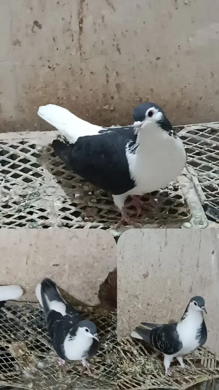 دو جفت رنگه|پرنده|هیرمند, |دیوار