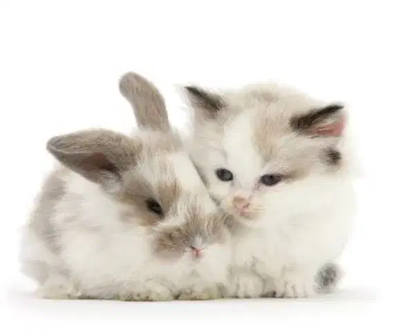 گربه و خرگوش|گربه|اردبیل, |دیوار