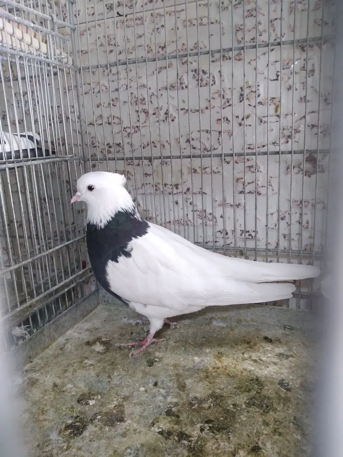 جفت گاه کبوتر|پرنده|صدرا-فارس, فاز ۱|دیوار