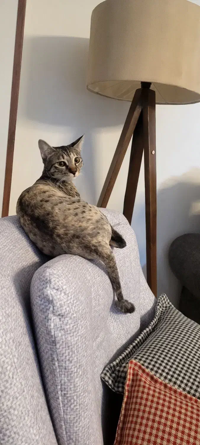 واگذاری گربه ماده خونگی|گربه|تهران, دهونک|دیوار