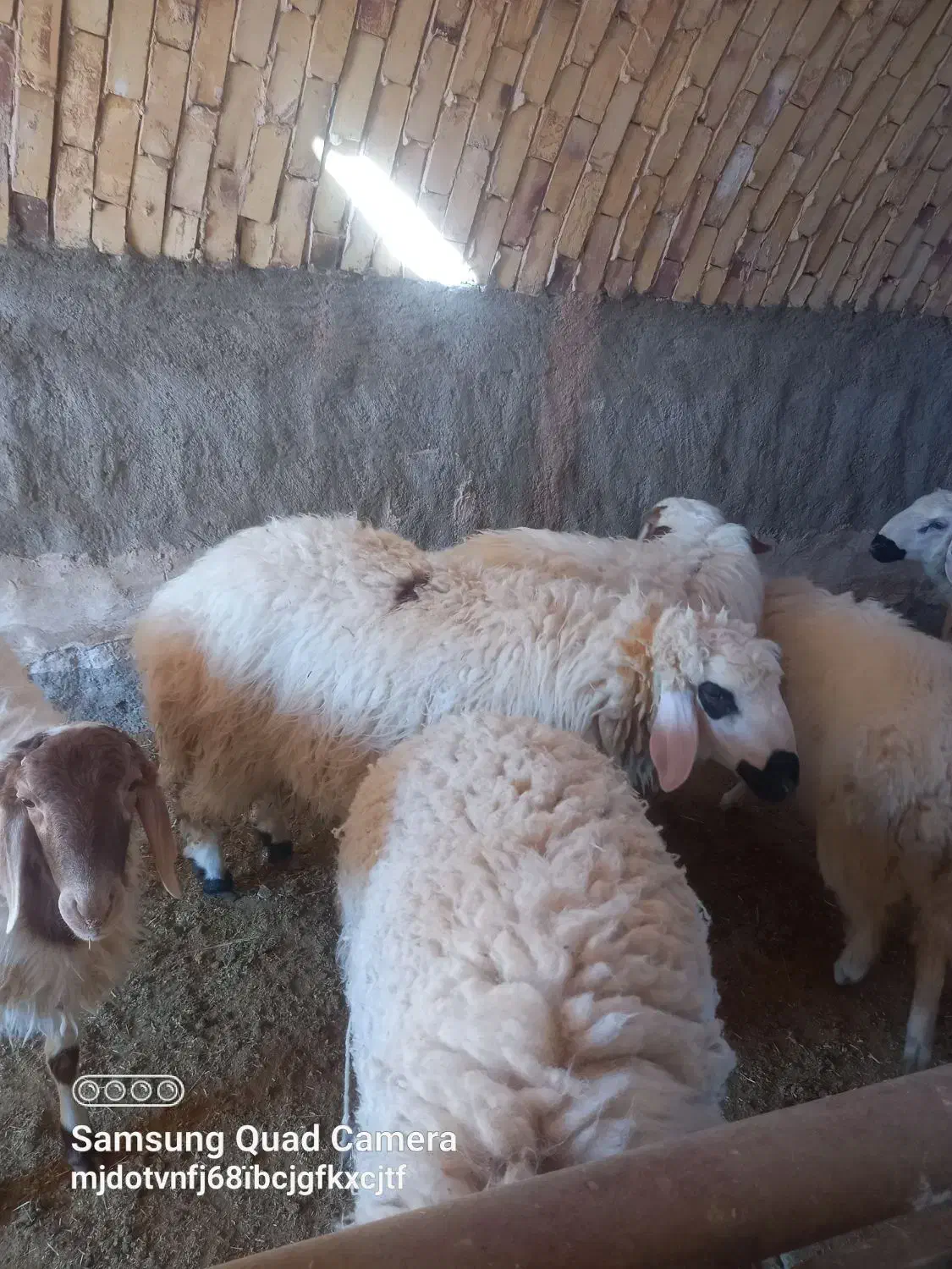 بره نر چاق|حیوانات مزرعه|آیسک, |دیوار