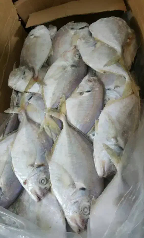 فروش انواع ماهی و میگو منجمد دریایی|خوردنی و آشامیدنی|دزفول, |دیوار