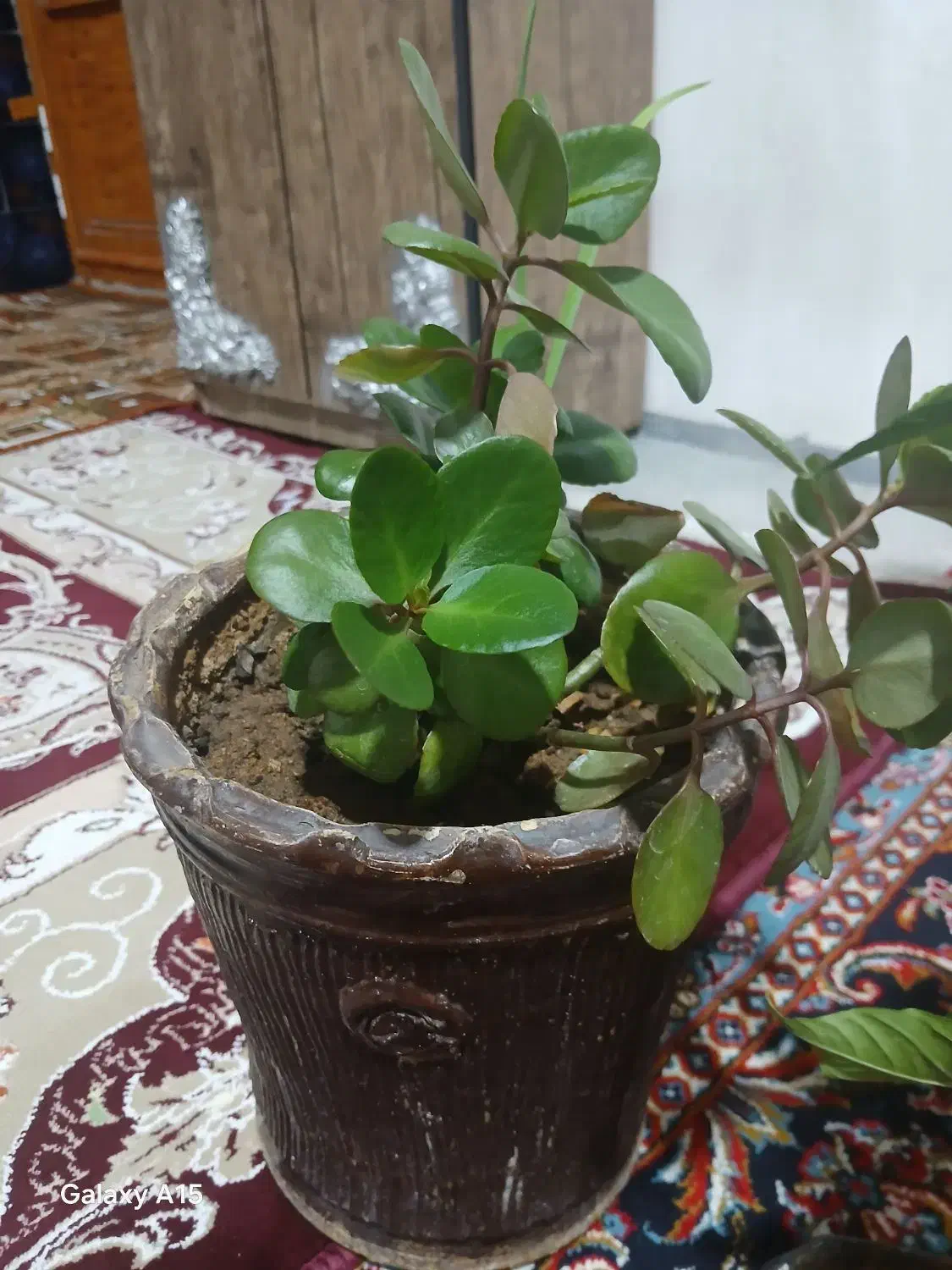 ۴ عدد گل طبیعی زیبا|گل و گیاه طبیعی|ایوان, |دیوار