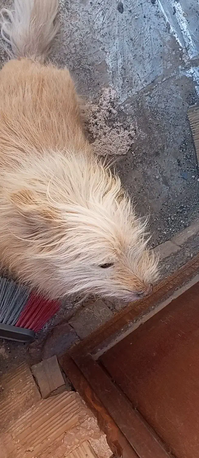 سگ شناسنامه دارشیتزو|سگ|سبزوار, قلعه‌نو دهزار|دیوار