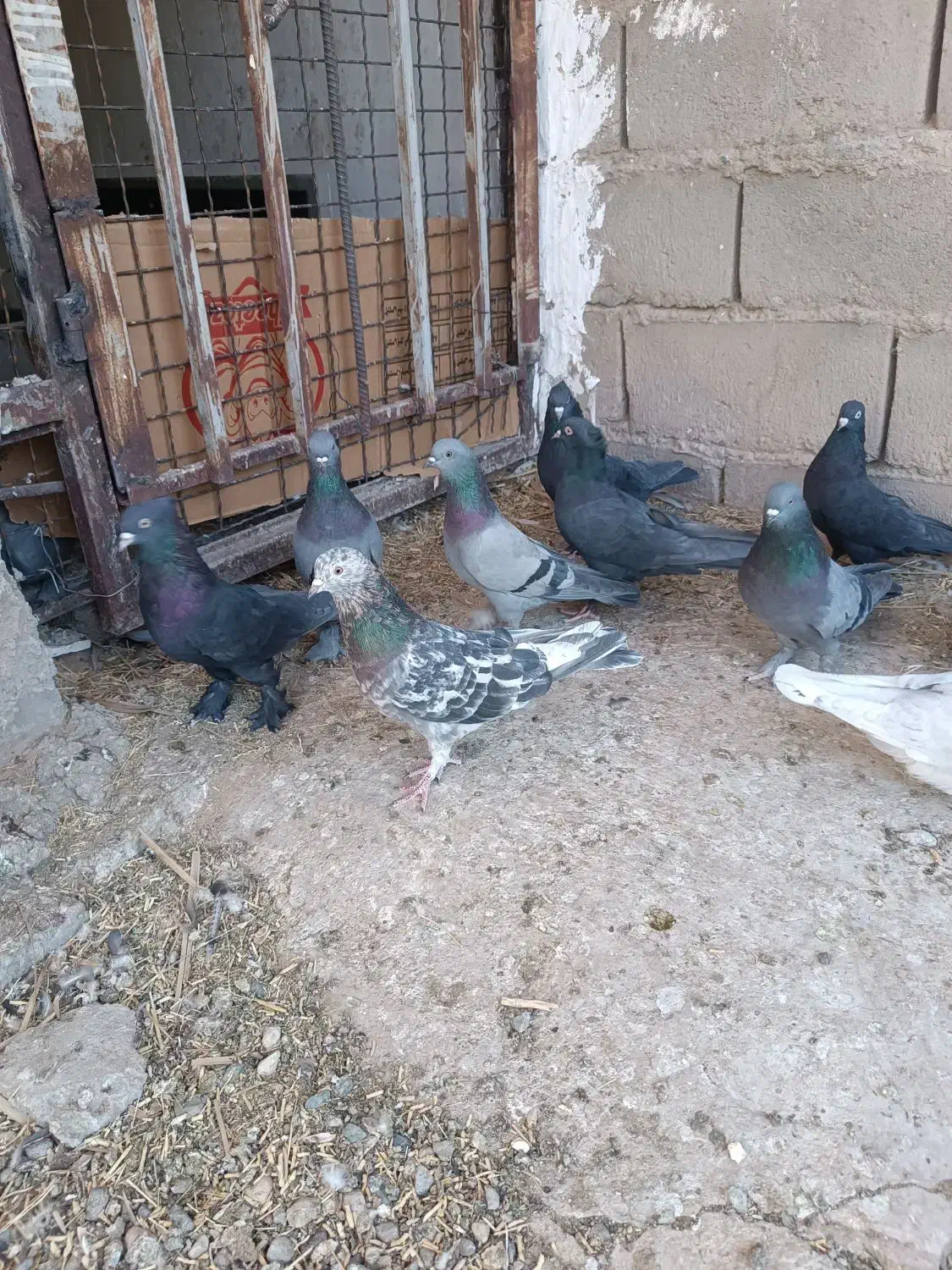 بل نر بازیکن سبز زاغ|پرنده|ریگان, |دیوار