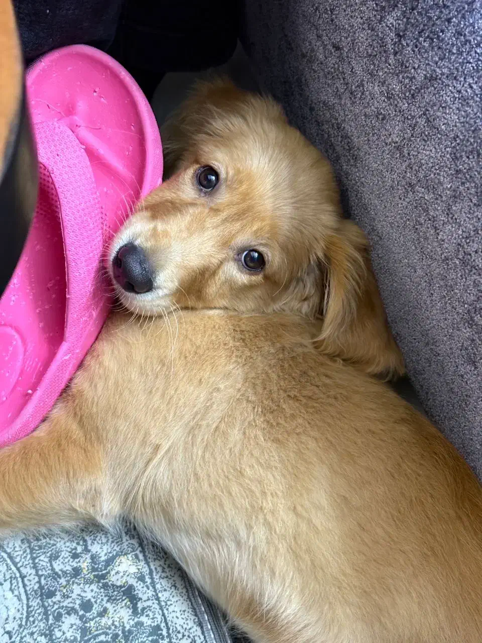 سگ نژاد گلدن ماده ۶ ماهه، فوق‌العاده آروم و مهربون|سگ|برخوار, |دیوار