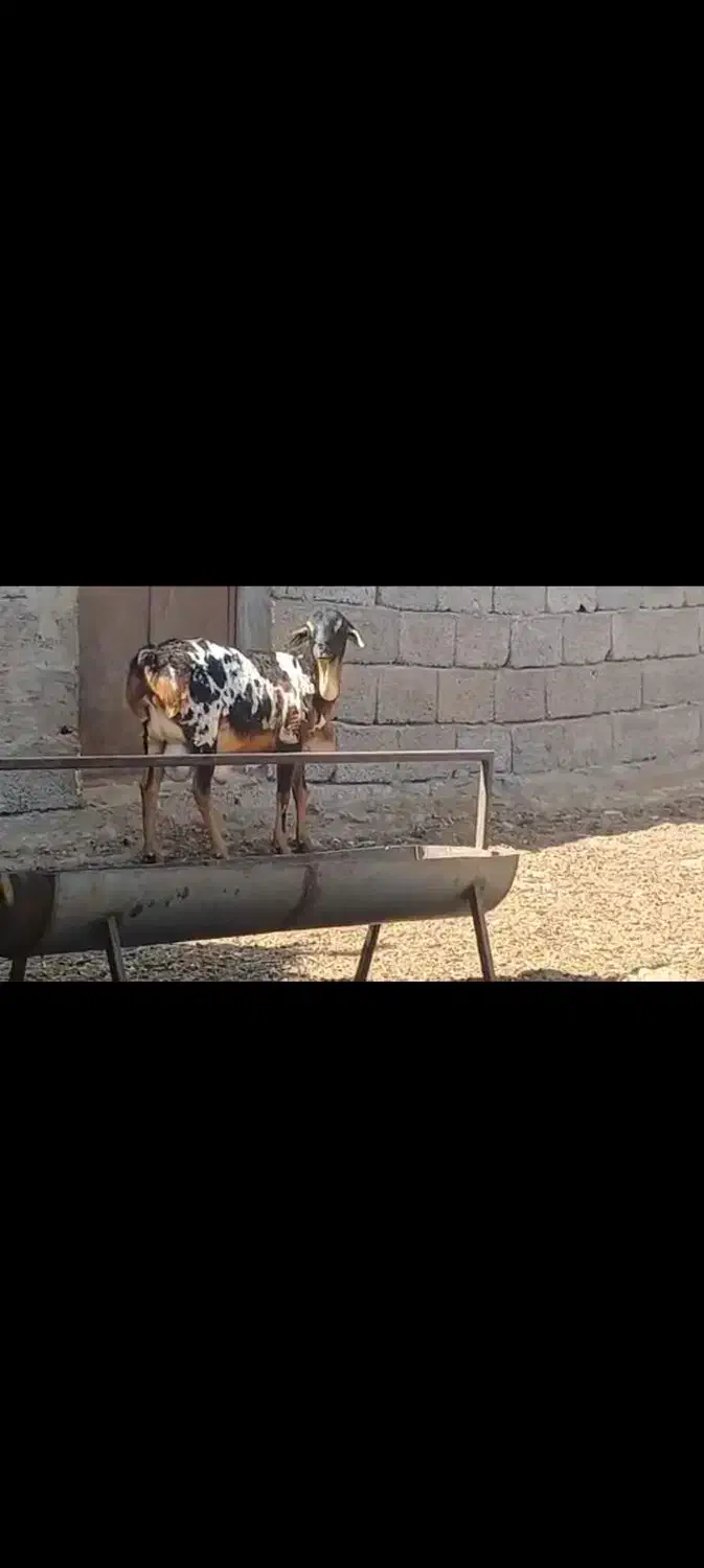 قوچ برشن|حیوانات مزرعه|فین, |دیوار