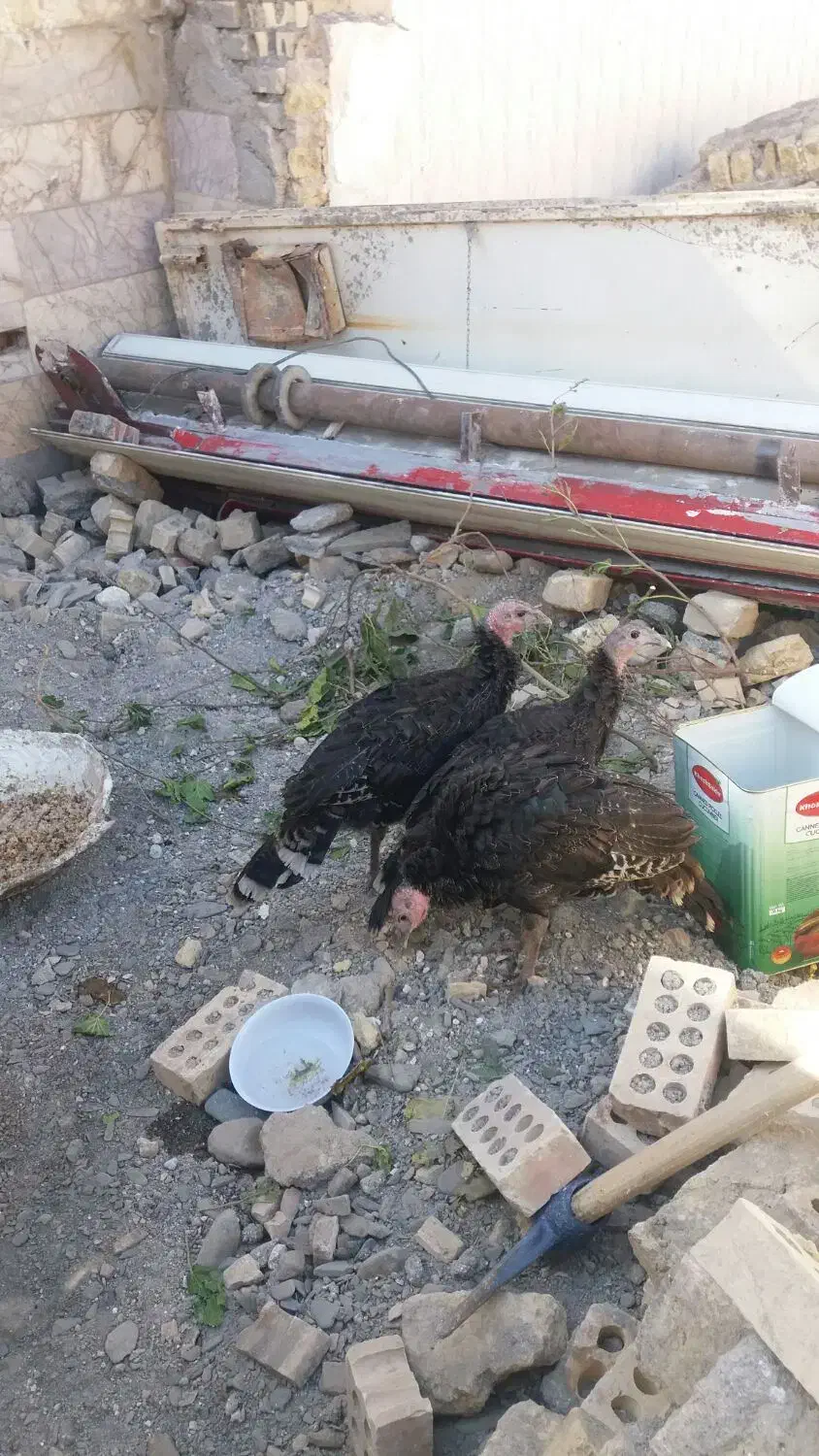 ۴عددبغلمون برنزه|حیوانات مزرعه|مشهد, یوسفیه (شهرک غرب)|دیوار