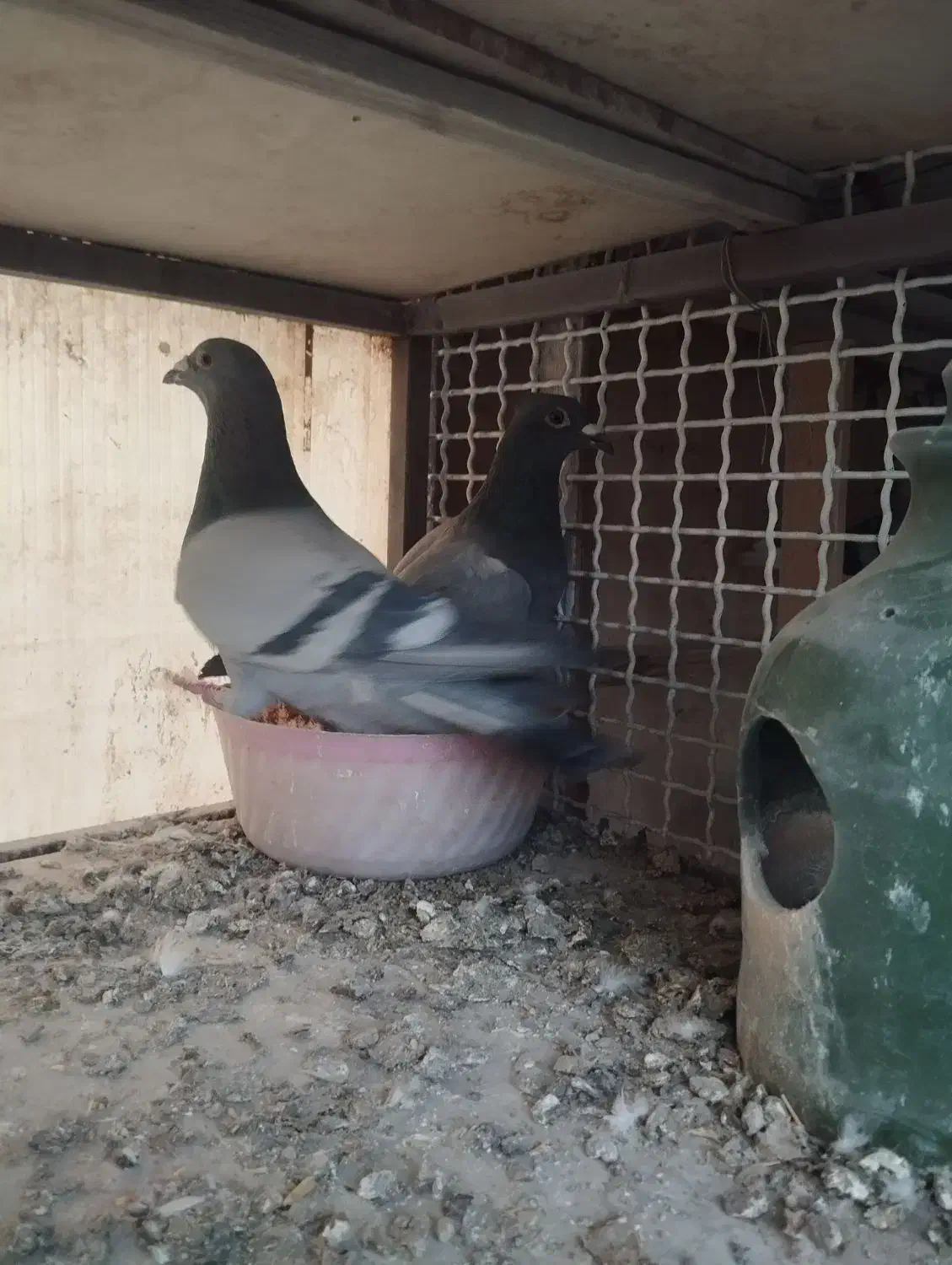 یک جفت پلاکی|پرنده|تهران, شهرک رضویه|دیوار