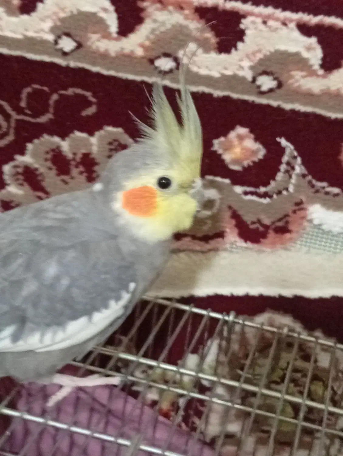 عروس هلندی نر سخنگو|پرنده|کرمانشاه, |دیوار