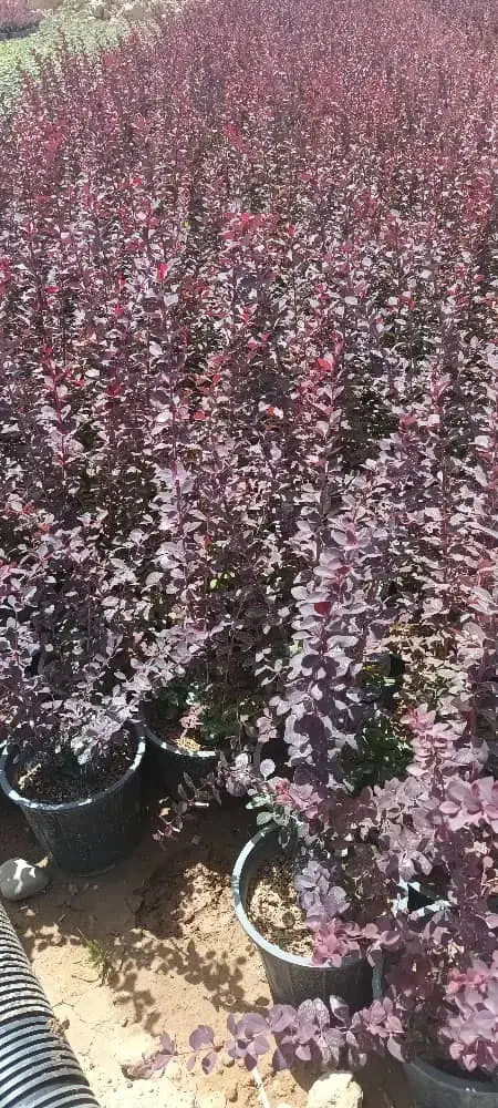 باغبانی سمپاشی هرس درختان کاشت گیاهان آپارتمانی|خدمات باغبانی و درختکاری|تهران, الهیه|دیوار