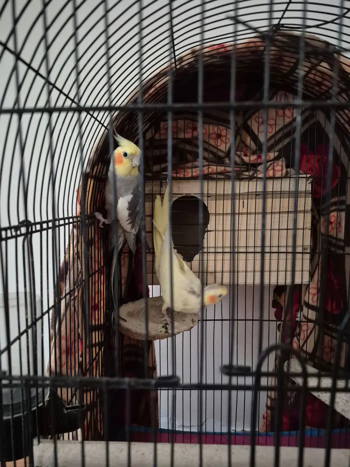 عروس هلندی|پرنده|محمدشهر, محمدشهر|دیوار