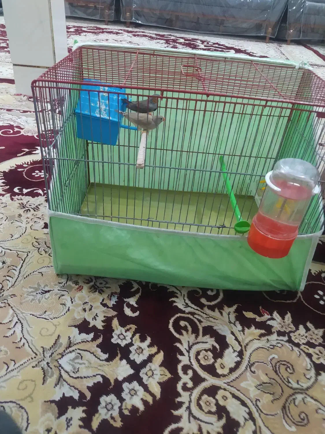 یک جفت فنچ|پرنده|نجفآباد, جوزدان|دیوار