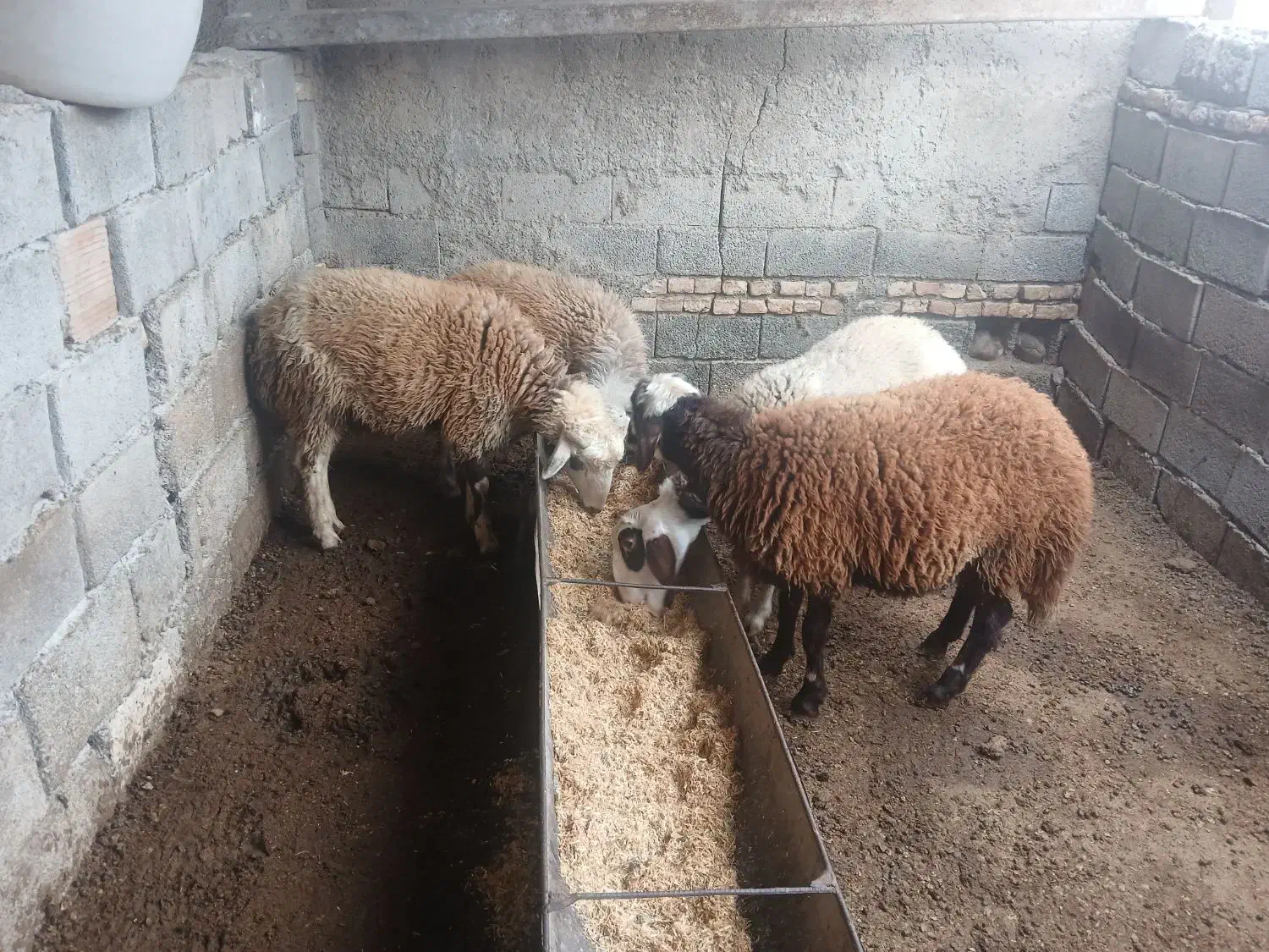 چهار راس بره ۲تا ماده ۲تا نر|حیوانات مزرعه|آق قلا, |دیوار