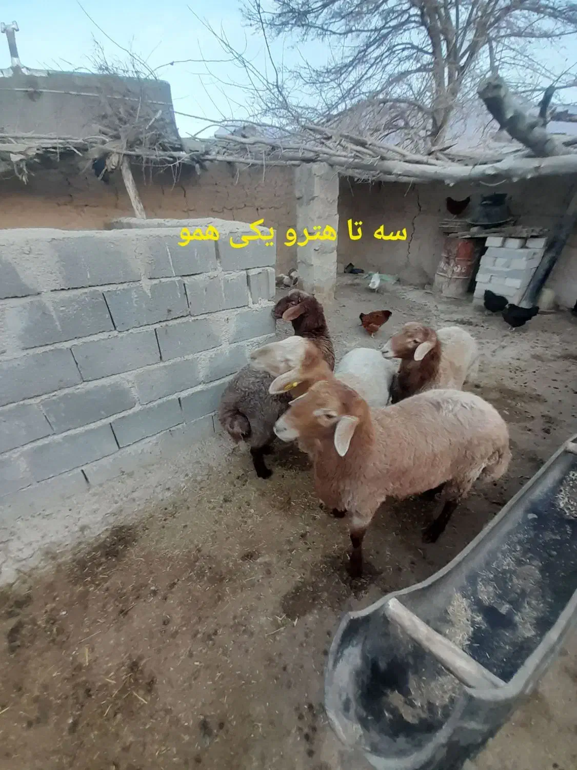 بره های ژن دار(همو وهترو)|حیوانات مزرعه|بجنورد, |دیوار