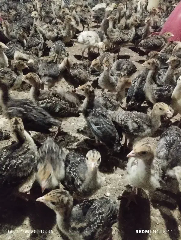 جوجه بوقلمون برنز انگلیس فروش عمده|حیوانات مزرعه|ابهر, |دیوار