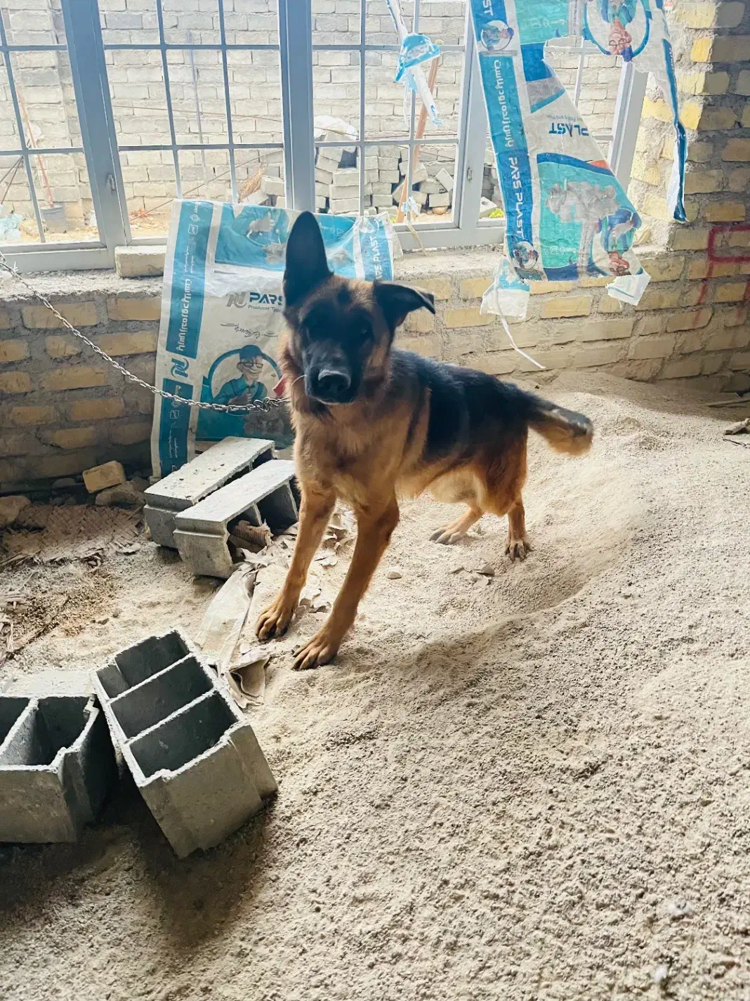 فروشی بدلیل نداشتن مکان برا نگهداری|سگ|فیروزآباد (فارس), |دیوار