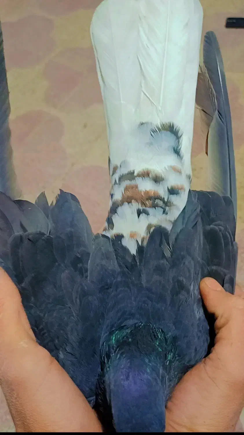 کبوترخوشرنگ سیاه|پرنده|کازرون, |دیوار