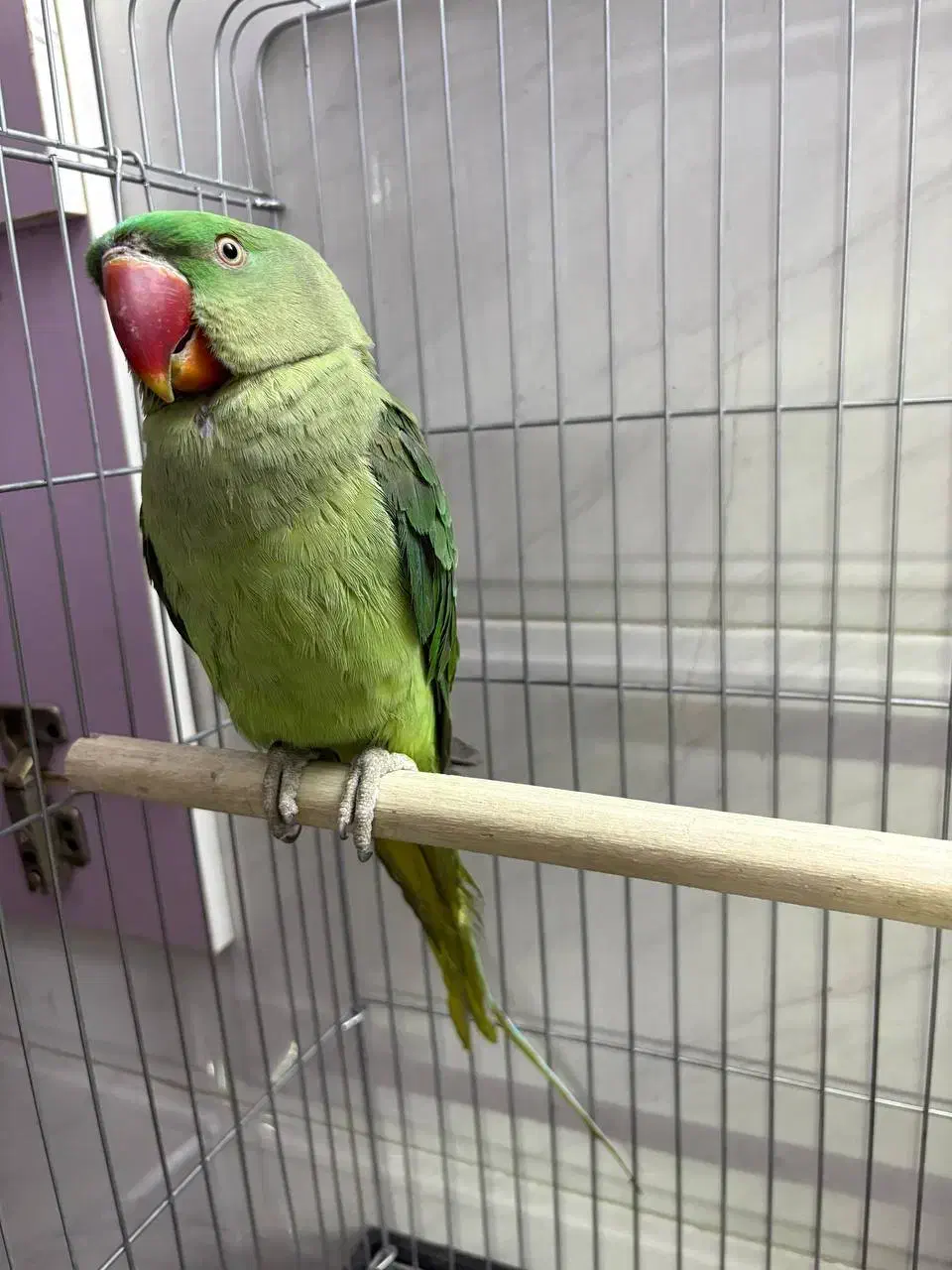 شاه طوطی ،سهره،قناری|پرنده|کرج, کمال‌شهر|دیوار