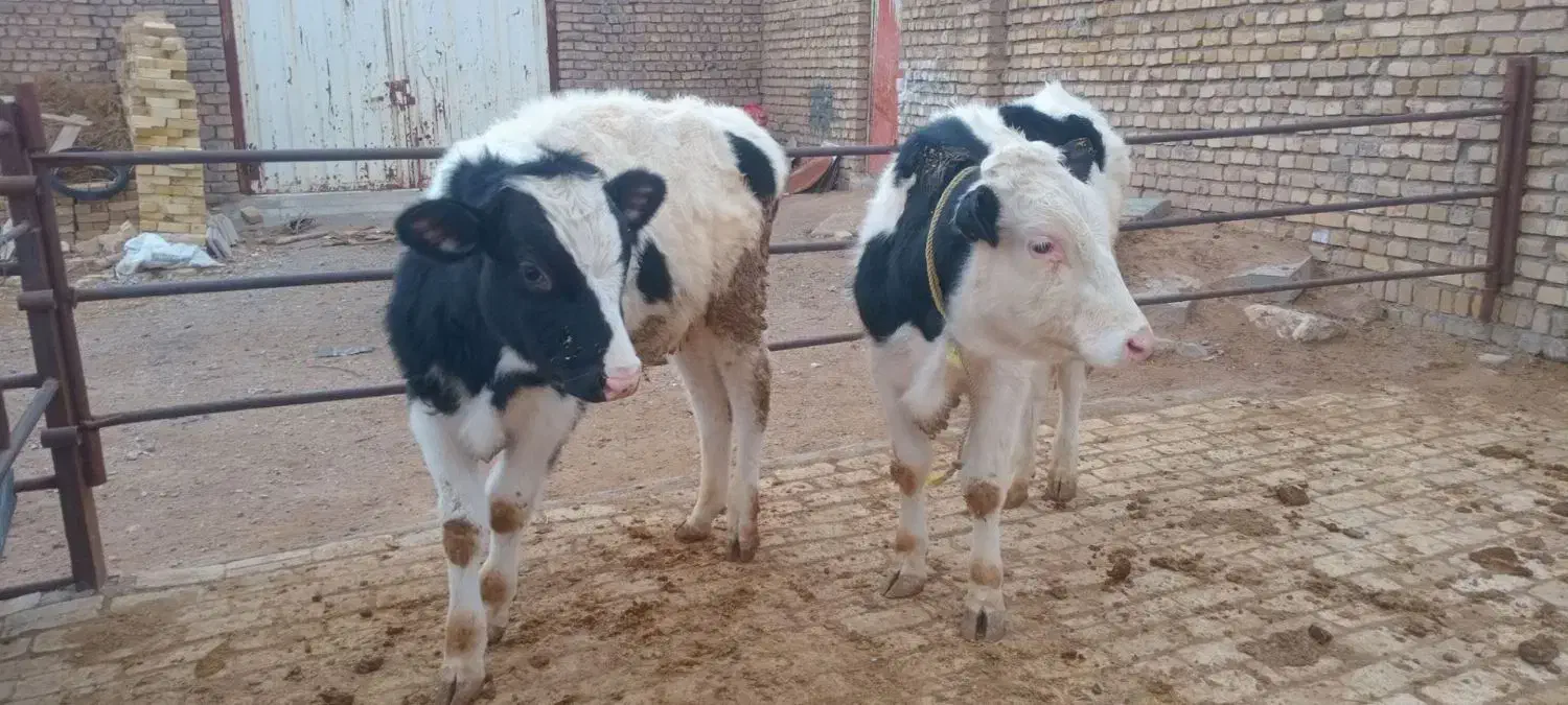 گوساله نرسیمینتال|حیوانات مزرعه|رامند, |دیوار