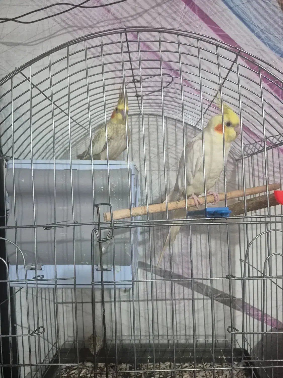 یک جفت عروس هلندی|پرنده|طبس, |دیوار