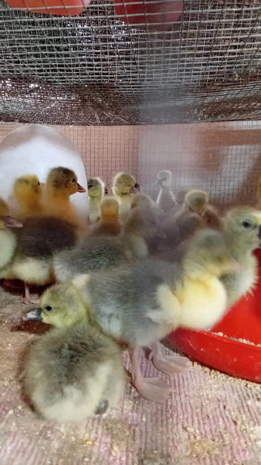 جوجه غاز درشت|حیوانات مزرعه|فردیس, فردیس|دیوار