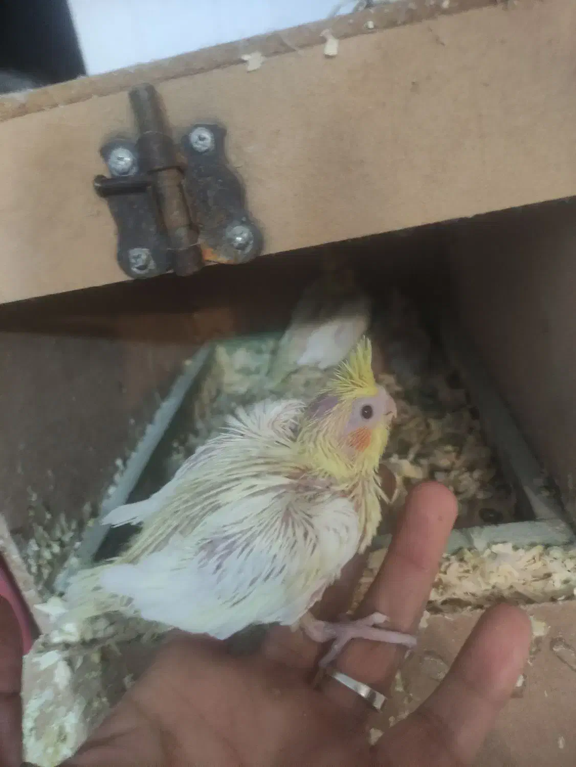 جوجه عروس هلندی|پرنده|قم, کیوانفر|دیوار