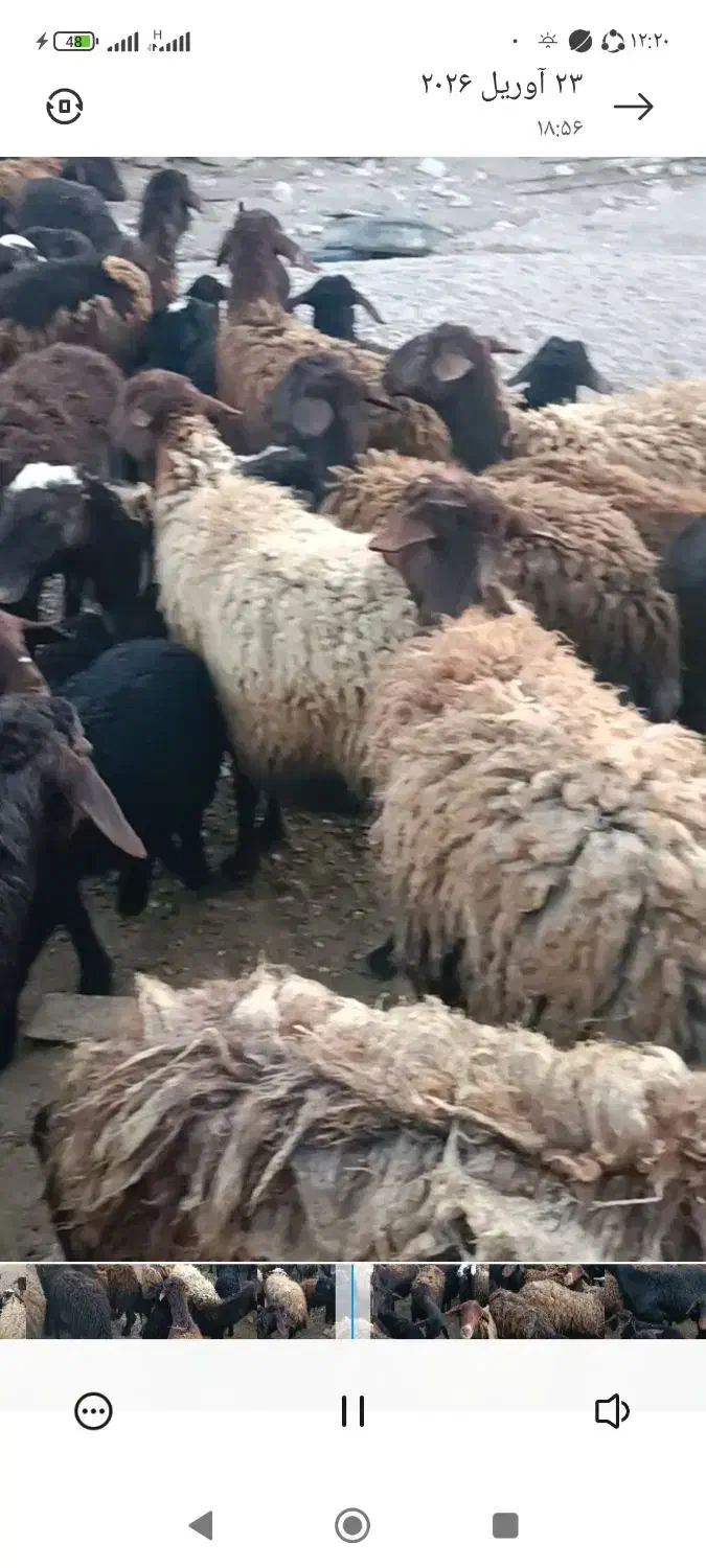 میش|حیوانات مزرعه|زنجان, |دیوار