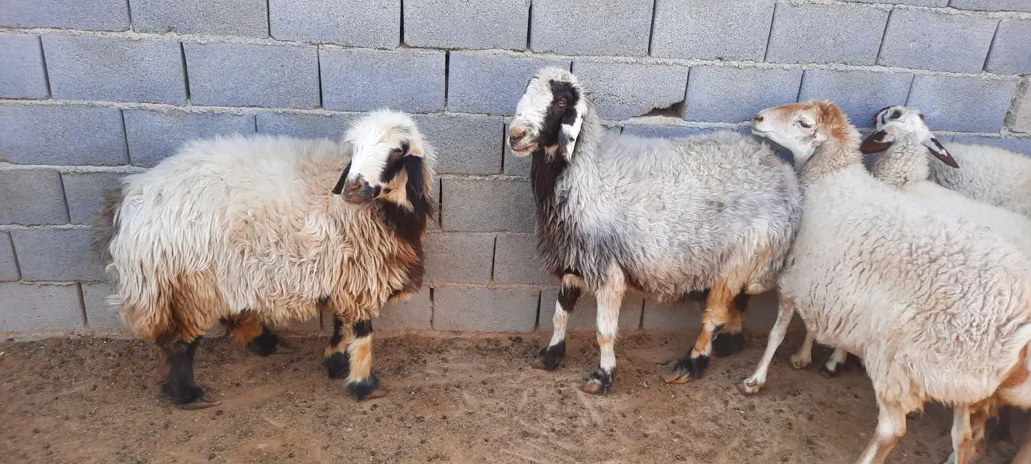 فروش میش و کر میش|حیوانات مزرعه|مهریز, |دیوار